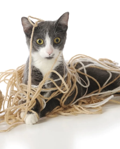 Nghệ thuật đặt câu hỏi để Marketing hiệu quả hơn